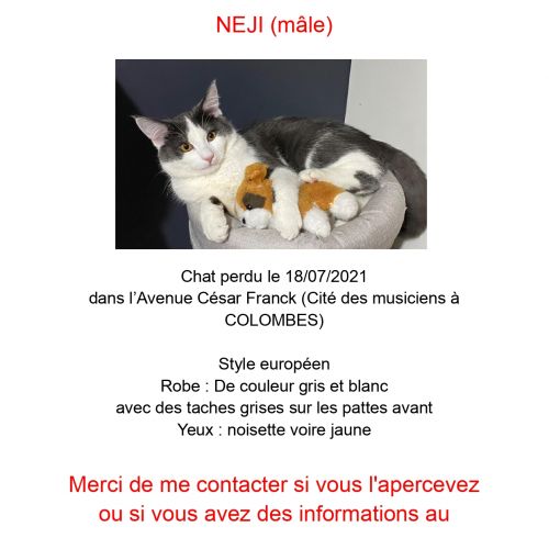 #FR210461 - Chat Perdu #FR210461 - Chat Perdu