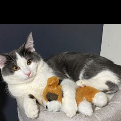 #FR210461 - Chat Perdu #FR210461 - Chat Perdu