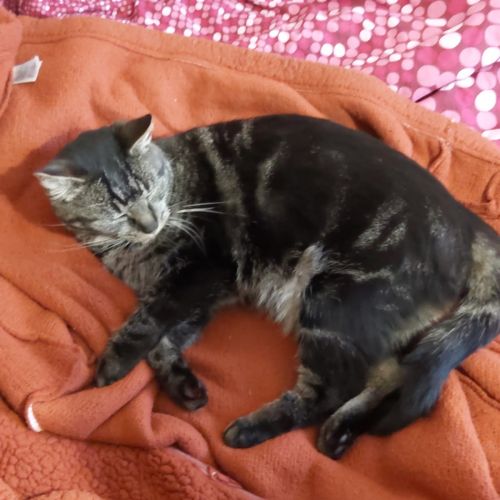 #FR210462 - Chat Perdu #FR210462 - Chat Perdu
