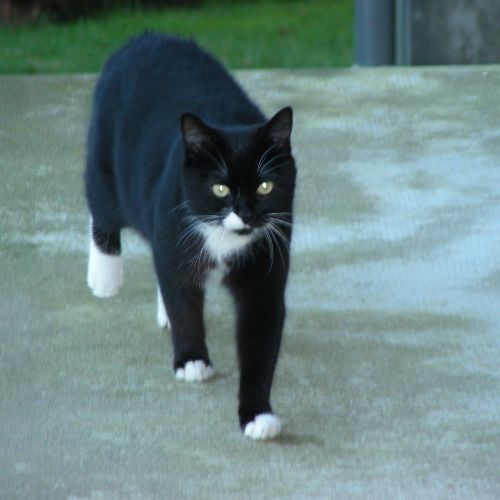 #FR210464 - Chat Perdu #FR210464 - Chat Perdu