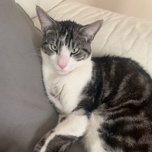 #FR210047 - Chat Perdu #FR210047 - Chat Perdu