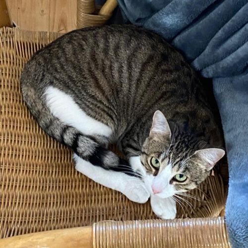 #FR210481 - Chat Perdu