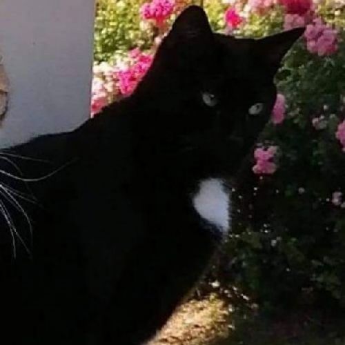 #FR210486 - Chat Perdu #FR210486 - Chat Perdu