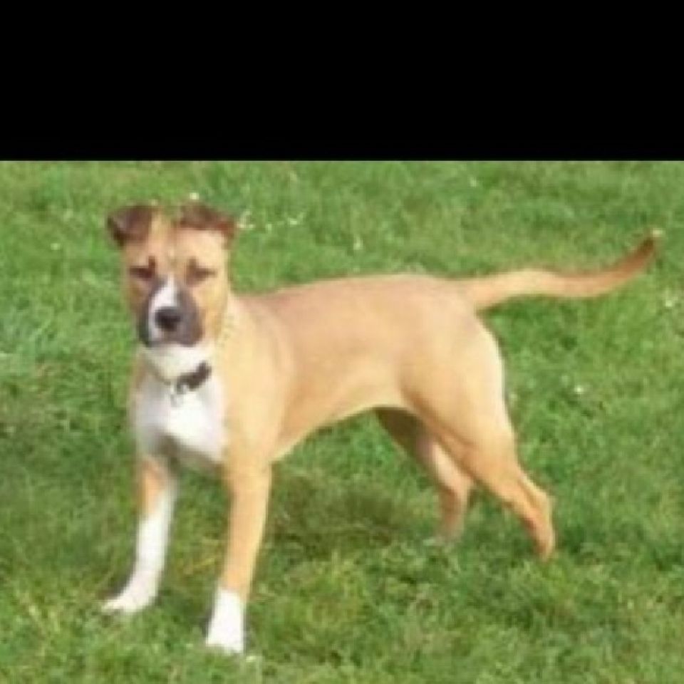 Svelt Chien perdu à CharlevilleMézières en France Animal