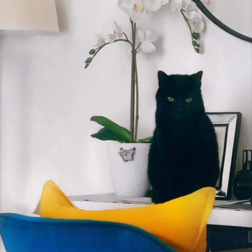 #FR210493 - Chat Perdu #FR210493 - Chat Perdu