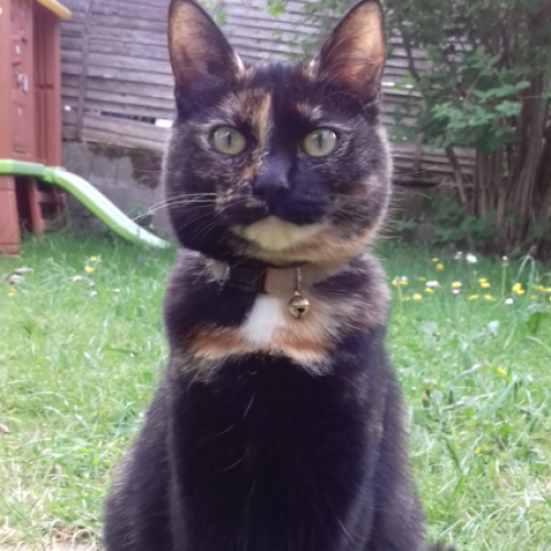 #FR210494 - Chat Perdu #FR210494 - Chat Perdu