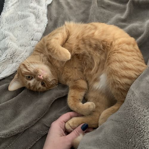 #FR210496 - Chat Perdu #FR210496 - Chat Perdu