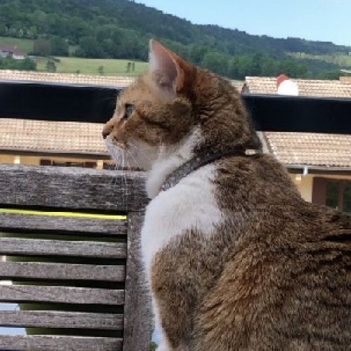 #FR210497 - Chat Perdu #FR210497 - Chat Perdu