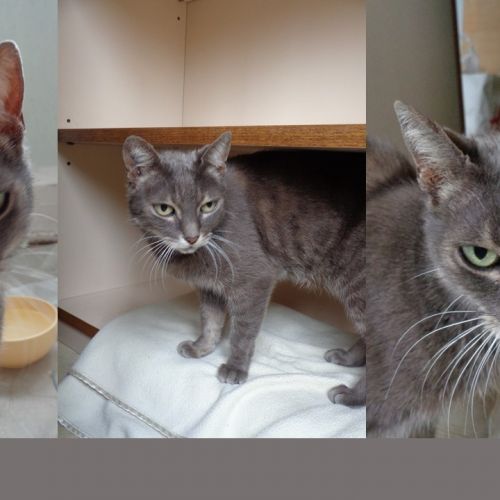 #FR210509- Chat Trouvé #FR210509- Chat Trouvé