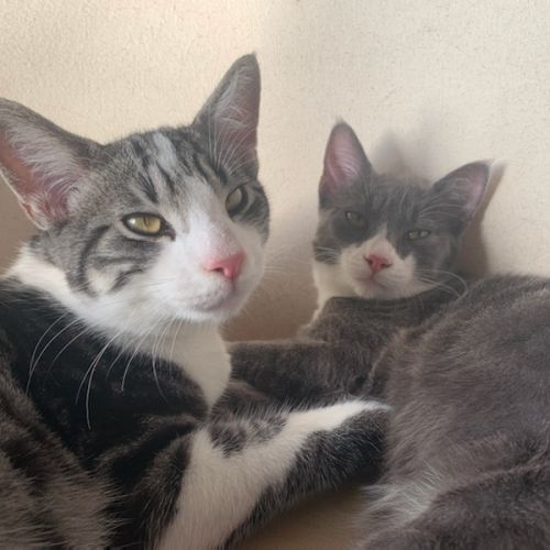 #FR210051 - Chat Perdu #FR210051 - Chat Perdu