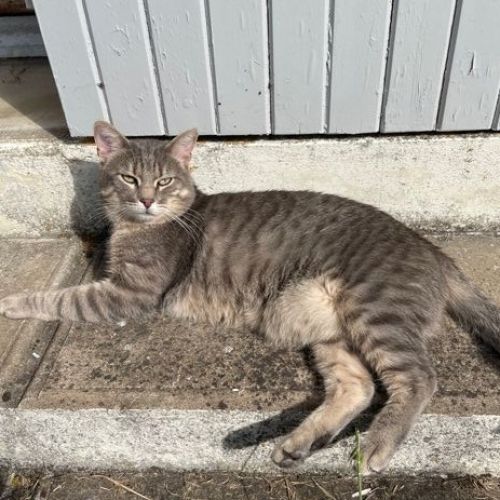 #FR210510 - Chat Perdu #FR210510 - Chat Perdu