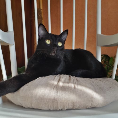 #FR210511 - Chat Perdu #FR210511 - Chat Perdu