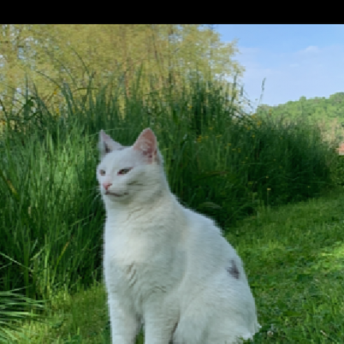 #FR210512 - Chat Perdu #FR210512 - Chat Perdu