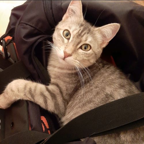 #FR210533 - Chat Perdu #FR210533 - Chat Perdu