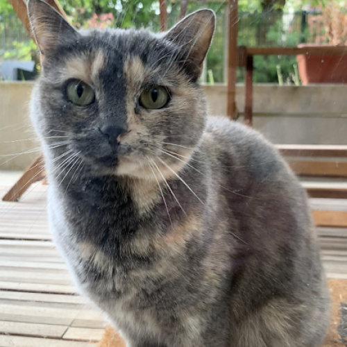 #FR210534 - Chat Perdu