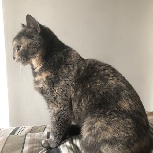 #FR210534 - Chat Perdu