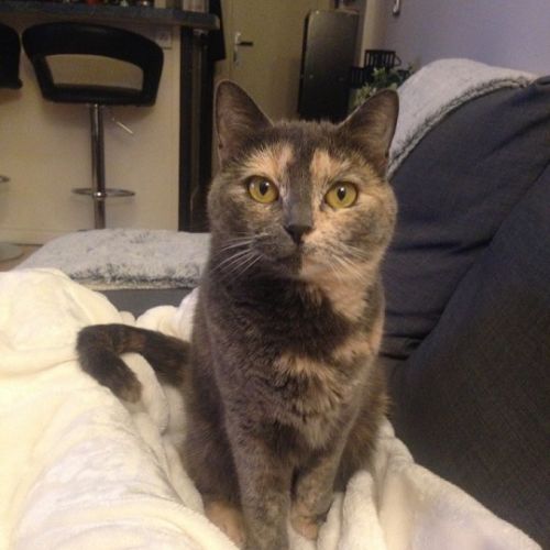 #FR210534 - Chat Perdu #FR210534 - Chat Perdu