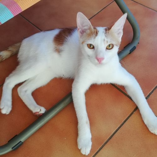 #FR210537 - Chat Perdu #FR210537 - Chat Perdu