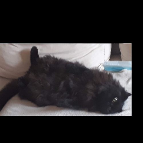 #FR210054 - Chat Perdu #FR210054 - Chat Perdu
