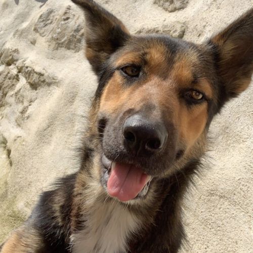 #FR210545 - Chien Perdu