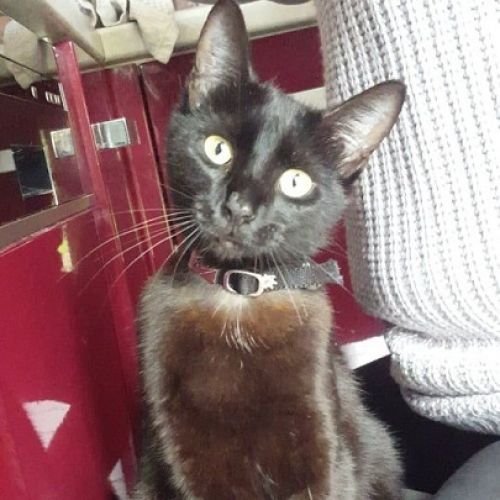 #FR210056 - Chat Perdu #FR210056 - Chat Perdu