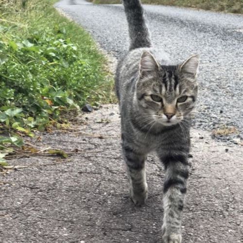 #FR210561 - Chat Perdu #FR210561 - Chat Perdu
