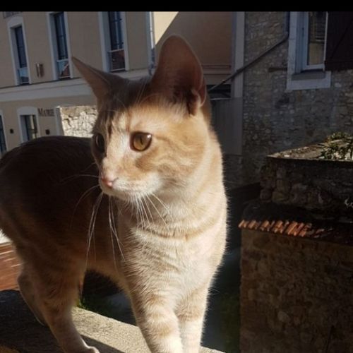#FR210057 - Chat Perdu #FR210057 - Chat Perdu