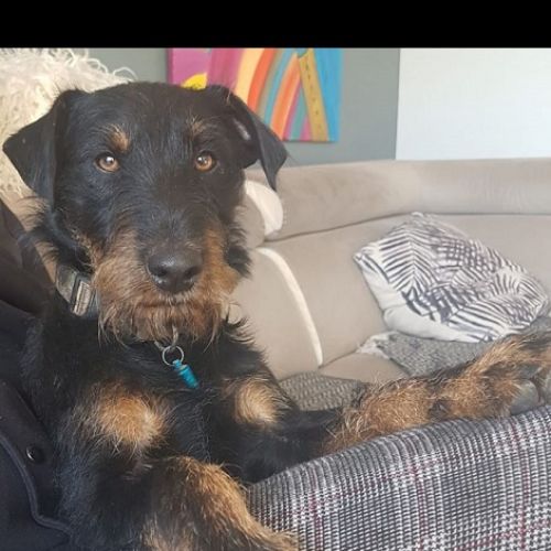 #FR210580 - Chien Perdu #FR210580 - Chien Perdu