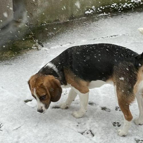 #FR210583 - Chien Perdu