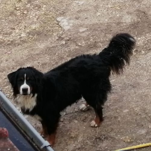 #FR210584 - Chien Perdu #FR210584 - Chien Perdu