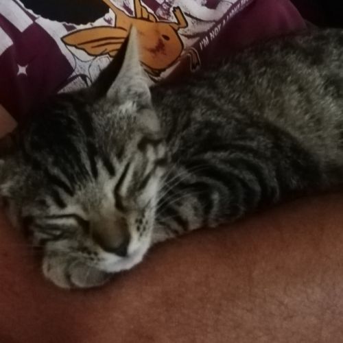 #FR210585 - Chat Perdu #FR210585 - Chat Perdu