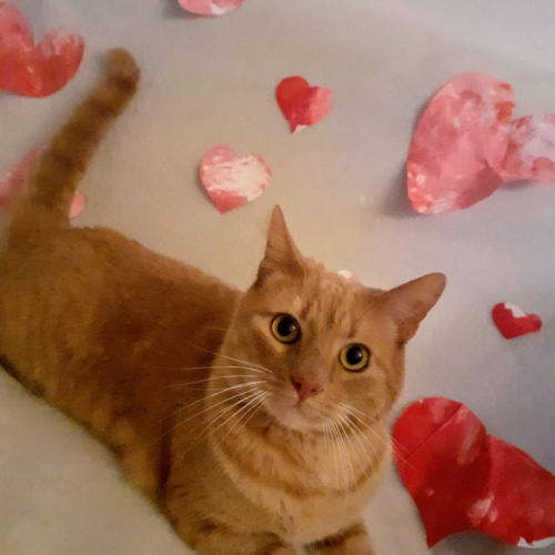 #FR210587 - Chat Perdu #FR210587 - Chat Perdu