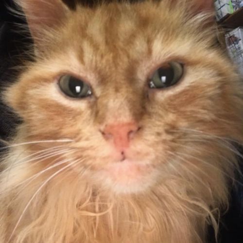 #FR210590 - Chat Perdu #FR210590 - Chat Perdu