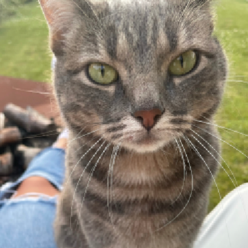 #FR210592 - Chat Perdu #FR210592 - Chat Perdu