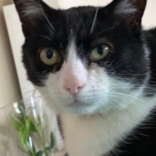 #FR210599 - Chat Perdu #FR210599 - Chat Perdu