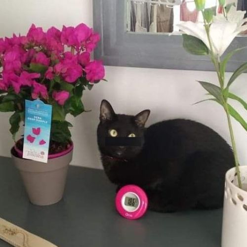 #FR210060 - Chat Perdu #FR210060 - Chat Perdu