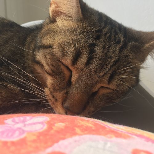 #FR210603 - Chat Perdu #FR210603 - Chat Perdu