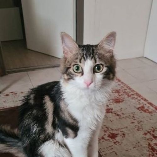 #FR210061 - Chat Perdu