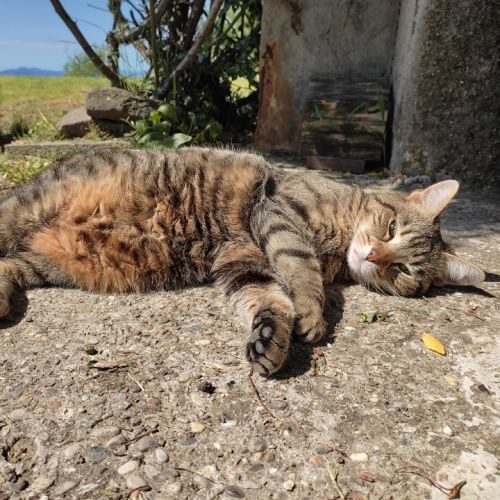 #FR210622 - Chat Perdu #FR210622 - Chat Perdu