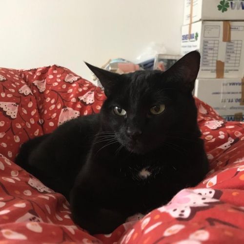 #FR210623 - Chat Perdu #FR210623 - Chat Perdu