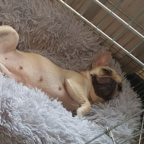 #FR210063 - Chien Perdu