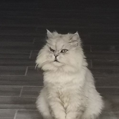 #FR210650 - Chat Perdu #FR210650 - Chat Perdu