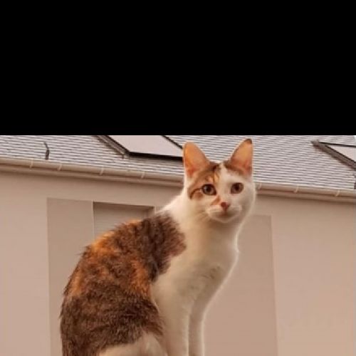 #FR210066 - Chat Perdu