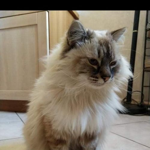 #FR210668 - Chat Perdu #FR210668 - Chat Perdu