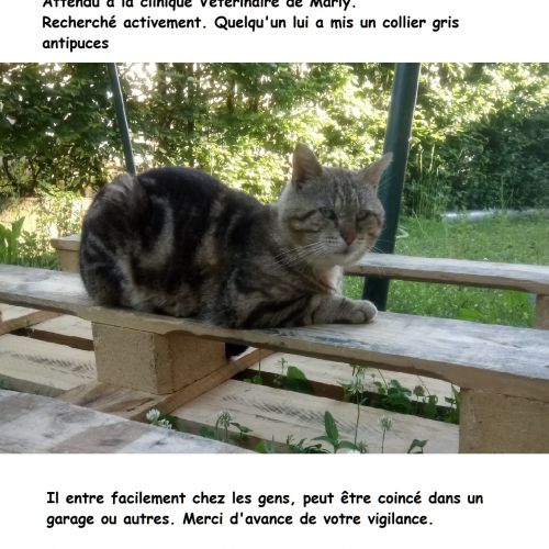 #FR210671 - Chat Perdu #FR210671 - Chat Perdu