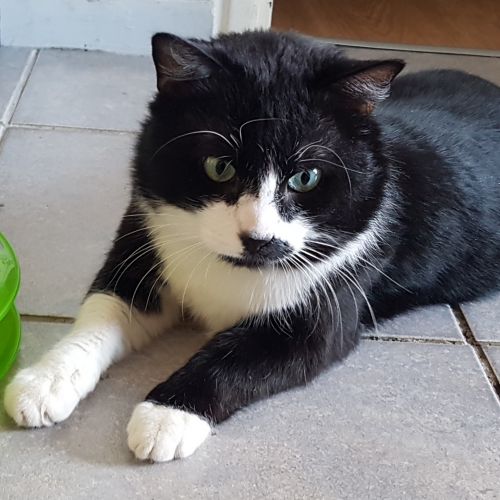 #FR210068 - Chat Perdu #FR210068 - Chat Perdu