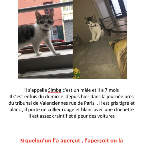 #FR210069 - Chat Perdu #FR210069 - Chat Perdu