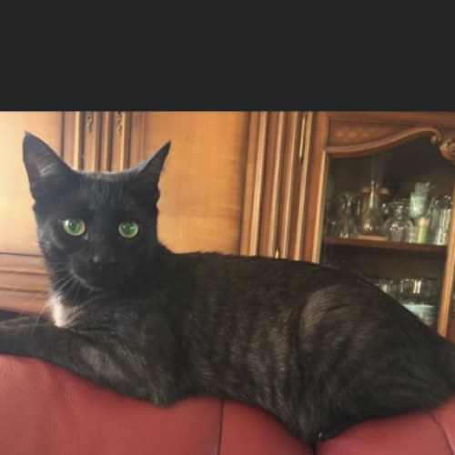 #FR210070 - Chat Perdu #FR210070 - Chat Perdu