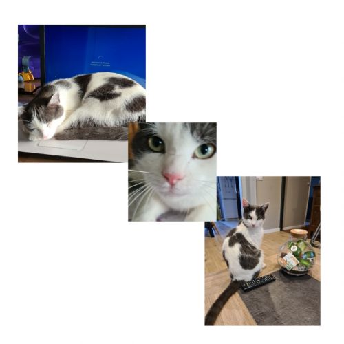 #FR210707 - Chat Perdu #FR210707 - Chat Perdu