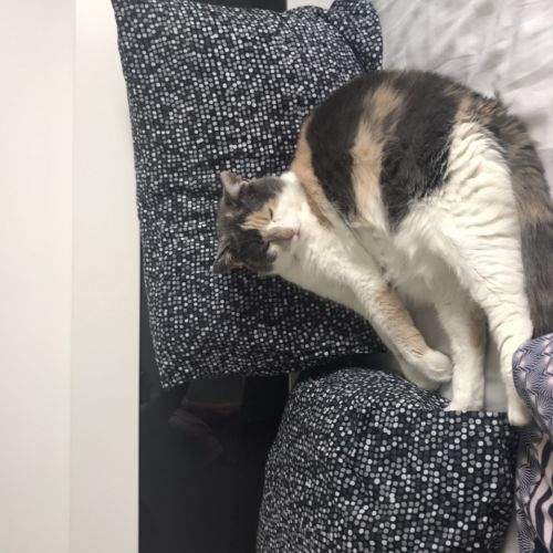 #FR210713 - Chat Perdu #FR210713 - Chat Perdu